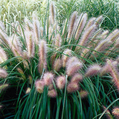 Ornamental Fountain Grass Live Plant Perennial for Outdoor Growing, 4" Pot, Red Fountain Grass Plants Spring Planting