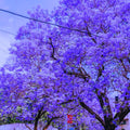 6-10" Violet Jacaranda Mimosifolia Trees from Bottom Pot, Blue Jacaranda Live Plants 6 Months Old Seedling, Well Rooted, Plant Outdoor Zones 10-11