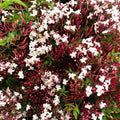 Pink American Jasmine Flower Plant Live, 5–10 Inches Tall, Fragrant Fast-Growing Blooming Jasmine Live Plant in 4 Inch Pot for Outdoor Growing