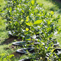Blueberry Bushes Live Plant 8 to 15 Inch Tall, Sweet Blueberry Plant Live for Planting, Blueberry Shrubs (Northblue Blueberry)
