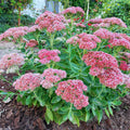 Autumn Sedum Plant Live, Quart Pot, Sucullent Plant Live Indoor Outdoor, Sedum Flower Live Plant from 4 to 6 Inc Tall