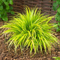 Hakonechloa Japanese Forest Grass Plant Live Starter Plant in Pot, Spring Planting, Perennial Ornamental Grasses