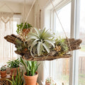 Set 15 Mixed Air Plants Live, Tillandsia Assortment for Indoor Display, Terrarium Kits, Office and Home Decor, 2-3 Inches