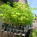 2 Moringa Trees Plants Live for Planting, Moringa Oleifera, Malunggay Well Rooted, 6 to 10 Inches Tall, No CA