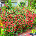 Fragrant Red Coral Honeysuckle Plants Live Vines, Perennial Lonicera Honeysuckle Plants, 5 to 9 Inches Tall