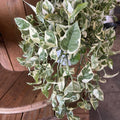 Live Pothos Plant, Pothos Indoor Plant 4 Inch Pot, Plant Live Pothos, Pothos Vine Plant
