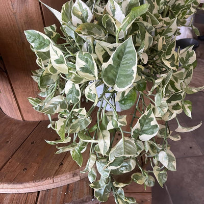 Live Pothos Plant, Pothos Indoor Plant 4 Inch Pot, Plant Live Pothos, Pothos Vine Plant
