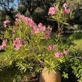 Pink Oleander Plant Live, Oleander Flowering Bush 4-8'' Tall, Shrub Live Plant for Indoor Outdoor Landscape