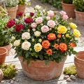 Random Mini Rose Plant Live in 4 Inch Pot, Miniature Rose Flower Plant for Indoor Outdoor Garden, Patio and Home Decor, 4-6 Inches