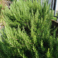 3 Rosemary Plants Live, Herb Plants, 4 to 7 Inches Tall, Rosemary Starter Plants
