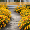 Sunset Coreopsis Plant Live, 3-5 Inch Tall, Hardy Yellow Tickseed Flower Plant for Outdoor Gardens, No Pot