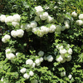 Old Fashion Snowball Viburnum Live Plant, 4 Inch Pot Viburnum Highbush Cranberry, 6 to 10 Inch Tall White Viburnum Plant