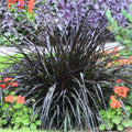 1 Black Fountain Grass Plant Live for Planting, Ornamental Grass Perennial Garden 5-9 Inch Tall