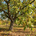 Walnut Tree Live Plant, Walnut Fruit Tree, 1-1.5 Ft Tall