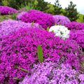 Pink Creeping Phlox Plant Live in Pot, Perennial Growing, Size 3-6" in Tall Groundcover Spring Blooms