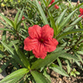 4 Mexican Petunia Live Plants 4–7 Inches Tall, Mexican Petunia Flowering Plants for Borders, Beds or Landscape (Red)