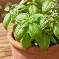Sweet Basil Live Plant, Live Basil Herb Plant, Ready to Grow Indoor Outdoor, Well Rooted Herbs 3-5 Inches Tall