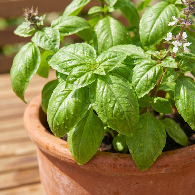 Sweet Basil Live Plant, Live Basil Herb Plant, Ready to Grow Indoor Outdoor, Well Rooted Herbs 3-5 Inches Tall