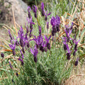 Lavender Plant Live, Fragrant Lavender Herb with Purple Blooms, Gardens, Containers, and Indoor Planting 2-3 Inches (Spanish)