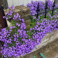 Blue Campanula Plant 2.5 Inches Potted, Campanula Plant Live, Bellflower Plants