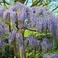 Blue Wisteria Tree Live Plant Well Rooted in 4 Inch Pot, Fragrant Wisteria Flowers for Outdoor Planting, 4 to 7 Inches Height