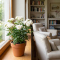 White Mini Rose Plant Live in 4 Inch Pot, Miniature Rose Flower Plant for Indoor Outdoor Garden, Patio and Home Decor, 4-6 Inches