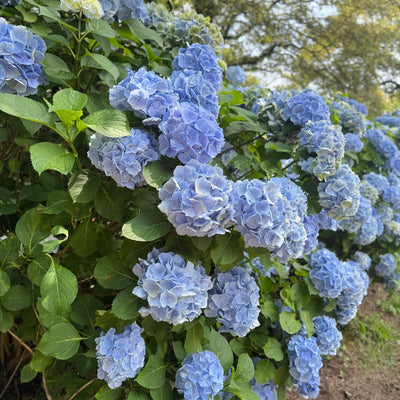 Blue Hydrangea Plant Live, Blue Blooming Flower, 1-1.5 Ft Tall