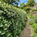 Blooming Jasmine Plant Live, Star Jasmine Live Plant 5 to 7 Inc Tall White Flower Plants