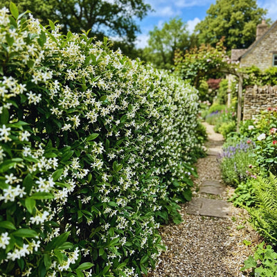 Blooming Jasmine Plant Live, Star Jasmine Live Plant 5 to 7 Inc Tall White Flower Plants