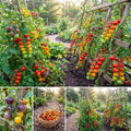 Mix Color Cherry Tomato Live Plants, 2 Plant Per Pot