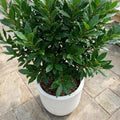 Herb Bay Leaf Plant Live Plant, 1 Year Old Bay Laurel Tree, Fragrant Laurus Nobilis, 8"-10" from Bottom Pot, Cold Hardy Indoor Outdoor Planting