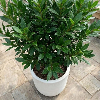 Herb Bay Leaf Plant Live Plant, 1 Year Old Bay Laurel Tree, Fragrant Laurus Nobilis, 8"-10" from Bottom Pot, Cold Hardy Indoor Outdoor Planting