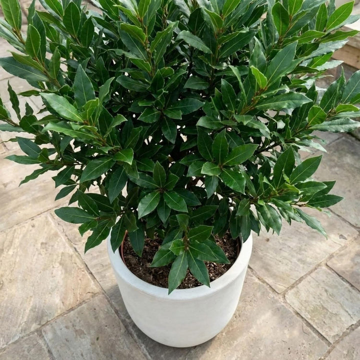 Herb Bay Leaf Plant Live Plant, 1 Year Old Bay Laurel Tree, Fragrant Laurus Nobilis, 8"-10" from Bottom Pot, Cold Hardy Indoor Outdoor Planting