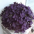 Purple Shamrock Oxalis Triangularis Plant in 4" Pot, Live Oxalis Indoor Houseplant - Easy Care Ornamental Foliage Plant