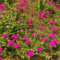 4 Deep Pink Portulaca Live Plants, Moss Rose Portulaca Plants 4-8'' Tall, Rare Flower for Outdoor Garden, Containers or Patio