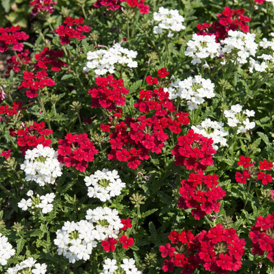 Mix Verbena Plant Live in 4 Inch Pot, Flowering Plant for Garden Beds, Patio Containers, Hanging Baskets