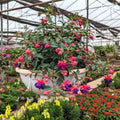 Set 2 of Fuchsia Plants, Fuchsia Live Plant, 3 to 5 Inc Long, Purple Flower Plant Live Indoor Outdoor