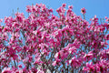Magnolia Tree Live Plant for Planting, Magnolia Flowers Bush 6 to 12 Inches Height, in Pot, Fragrant Magnolia Shrub (Jane Magnolia)