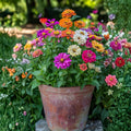 2 Zinnia Plants Live 4 Inch Pot, Flowering Annual Plant for Garden Planting, Bright Zinnia Flowers Starter 4-8 Inch, 2 Plants per Pot