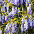 Blue Wisteria Tree Live Plant Well Rooted in 4 Inch Pot, Fragrant Wisteria Flowers for Outdoor Planting, 4 to 7 Inches Height