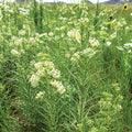 Set 3 Milkweed Plants Live, White Milkweed Flower Live Plant for Outdoor Indoor Gardening, Well Rooted, 4''