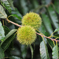 Chestnut Tree Live Plant, Shade Nut Tree, 1-2 Ft Tall