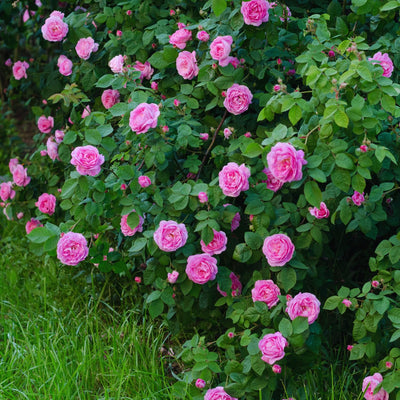 Pink Rose Plant Live, Rose Bush Shrub Plant, Climbing Rose Flower Plant, 2.5 Inc Potted