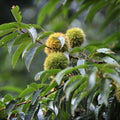 Chestnut Live Plant, Starter Nut Tree, 6-12 Inch Tall