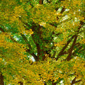 Ginkgo Tree Live Plant, 7 to 11 Inc Tall, Ginkgo Plant Seedling, 4 Inc Potted Shrub Plant