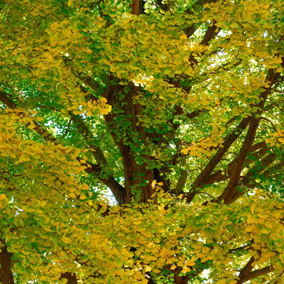 Ginkgo Tree Live Plant, 7 to 11 Inc Tall, Ginkgo Plant Seedling, 4 Inc Potted Shrub Plant