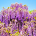 Purple Wisteria Tree Live Plant for Planting Outdoors, 2.5 Inch Pot, Well Rooted, Wisteria Tree Live Plant