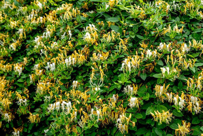 Yellow White Honeysuckle Vine Plant Live 2.5 Inc Pot Fragrant, Honeysuckle Live Plants Zones 4-9