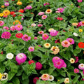 3 Zinnia Plants, Mix Zinnia Flower Plants, 3 to 5 Inc Tall, Live Zinnia Plant, Orange Yellow Flower