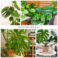 Monstera Plant 4-6 Inch, Live Indoor Plant, Split Leaf Houseplant for Home Office Decoration, No Pot (Deliciosa Monstera)